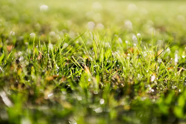 Образец сигмы 50mm f1.4 art OK bokeh