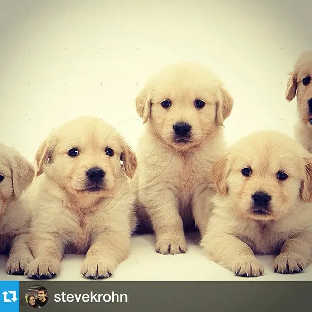#Repost from @stevekrohn #pets #puppies #dogs #na#nature #animals #golden #retrievers #animal #pet #TagsForLikes #photooftheday #cute #pets 