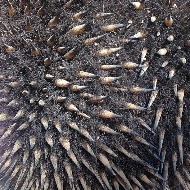 ECHIDNA #texture spikey #зоопарк для животных #любовь