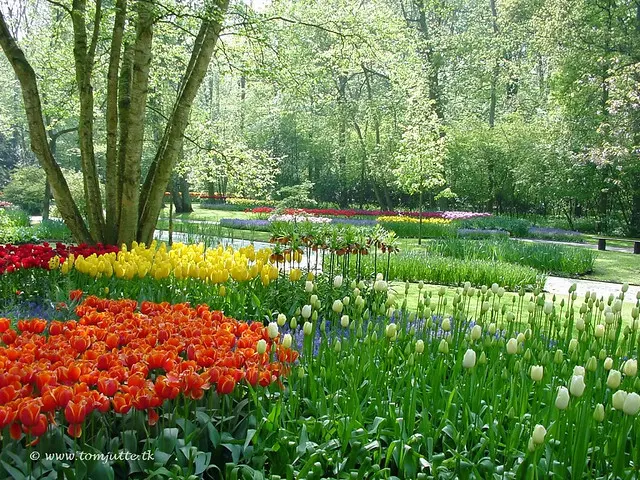 Голландские тюльпаны, Keukenhof Gardens, Голландия - 4003 POTD