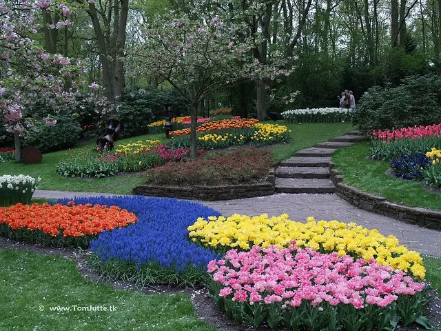 Голландские тюльпаны, Keukenhof Gardens, Голландия - 0790