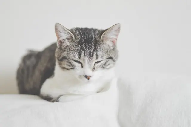 Кошачий кот