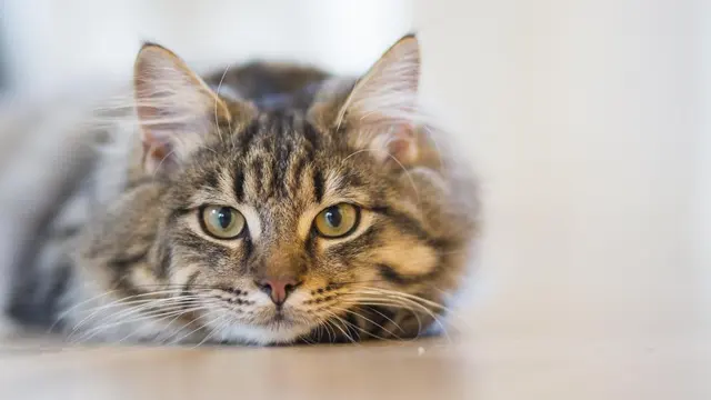 Кошачий зверь