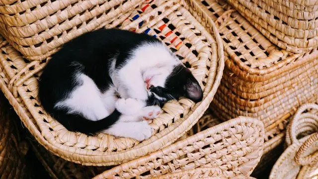 Кошачий кот