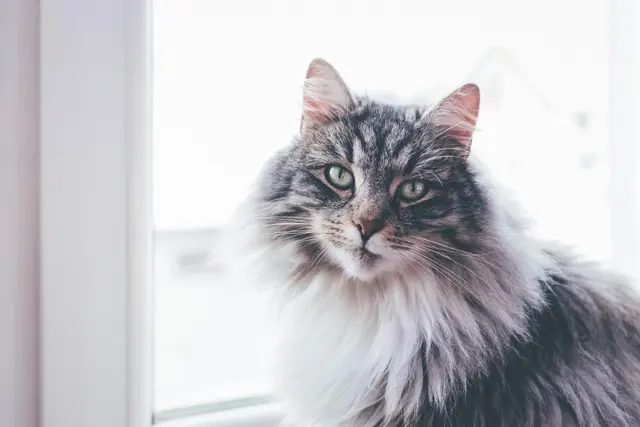 Кошачий зверь