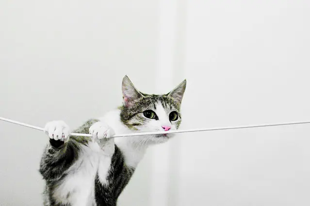 Кошка на веревке