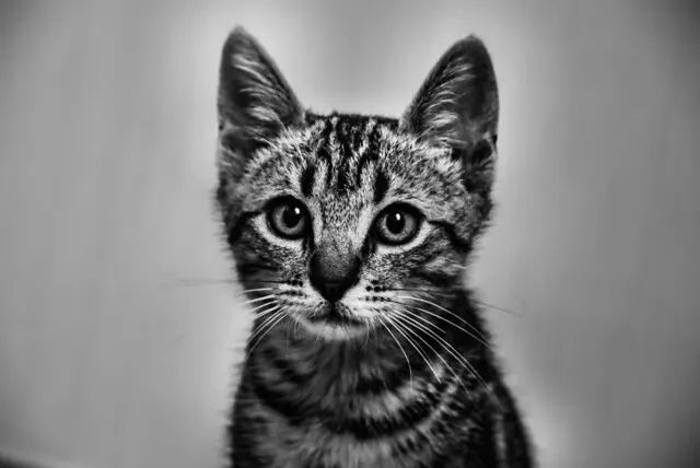 Кошка