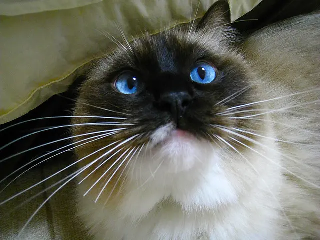 Кошка