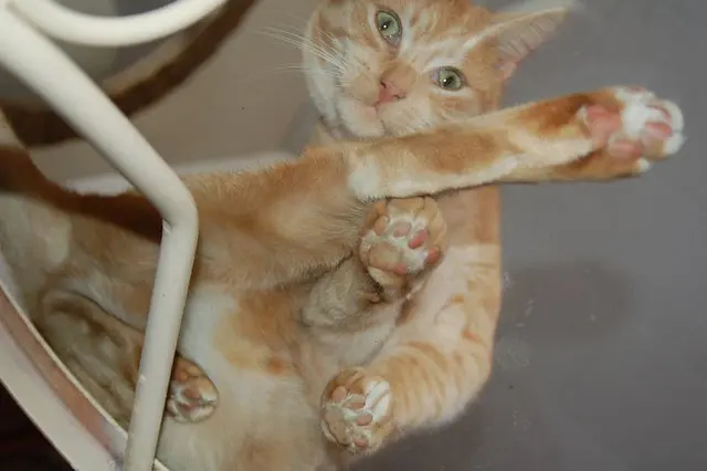 Кошка на холодном стеклянном столе