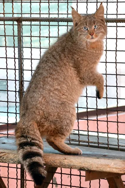 Китайская горная кошка (Felis Bieti) в зоопарке XiNing Wild Zoo 2