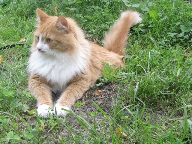 Сибирский кот - Тофик
