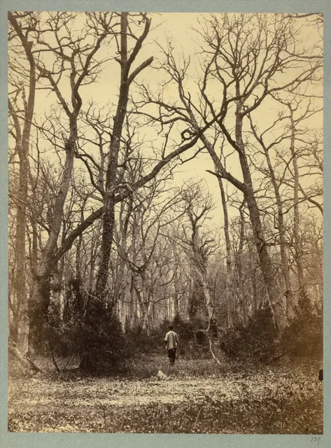 Оригинальное название: Man in a Forest Landscape: MET DT223780