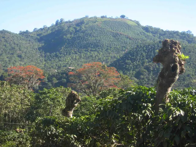 Кофейные тенистые деревья Costa rica