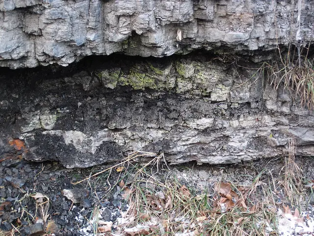 Fire Clay Tonstein below the Fire Clay Coal (Hyden Formation, Middle Pennsylvanian, 312 Ma; Hazard Community College roadcut, Hazard, Kentuc