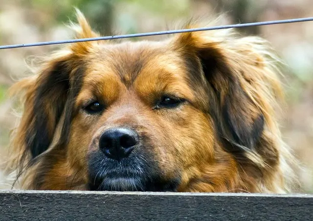 Собака