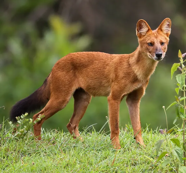 Азиатская дикая собака (Asiatic Wild Dog)
