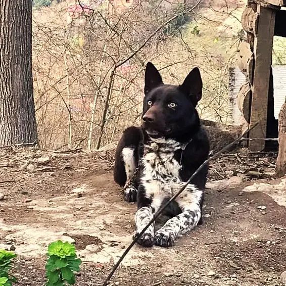 Собака Зердава