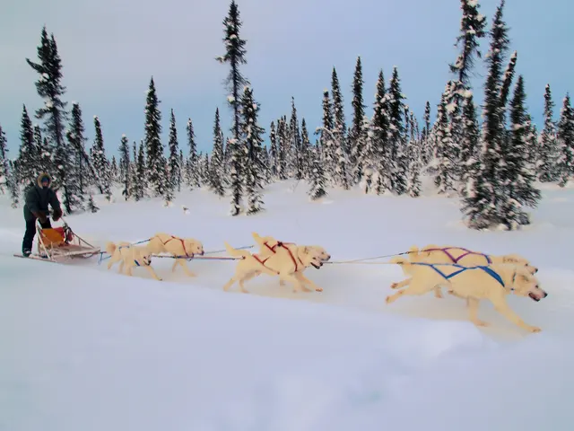 Оригинальное название: White Huskies Dog Sledding