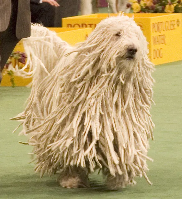 Оригинальное название: Komondor Westminster Dog Show crop