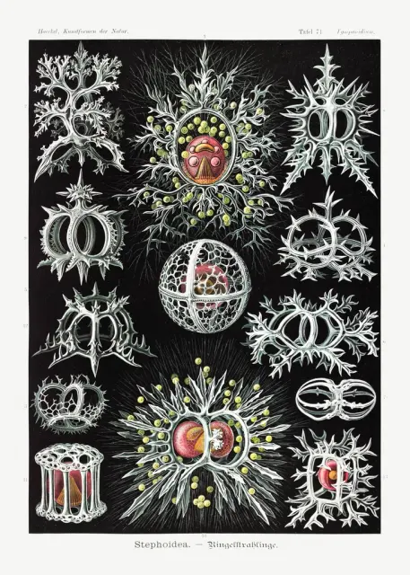 Stephoidea-Ringelstrahlinge Kunstformen der Natur (1904) ... играет самого себя