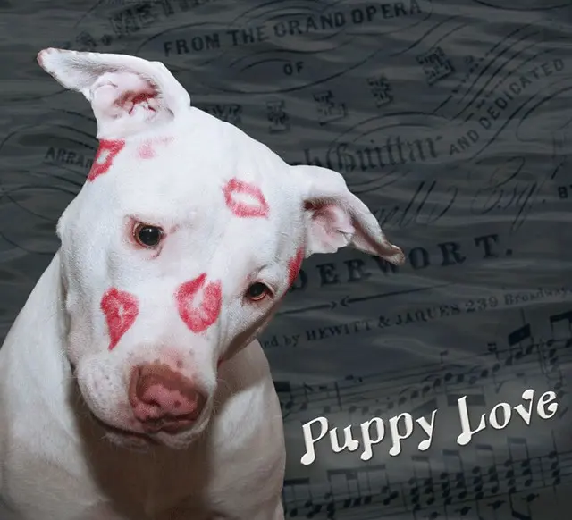 Kissy Face White Puppy Dog Love, Kahuna Luna, покрытая поцелуями по губам на День святого Валентина и 1-й день рождения
