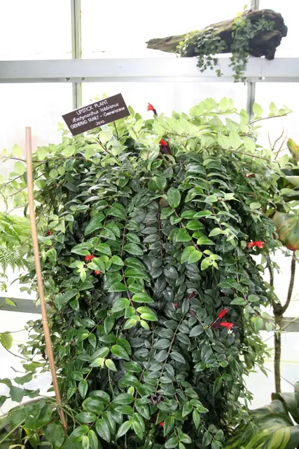 Липстиковое растение (Æschynanthus lobbianus)