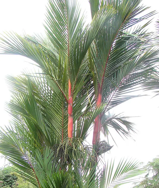 Cyrtostachys renda, the Lipstick Palm