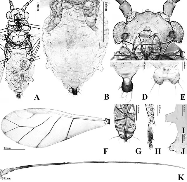 Takecallis arundicolens (10.3897-zookeys.748.23140) Рисунок 3