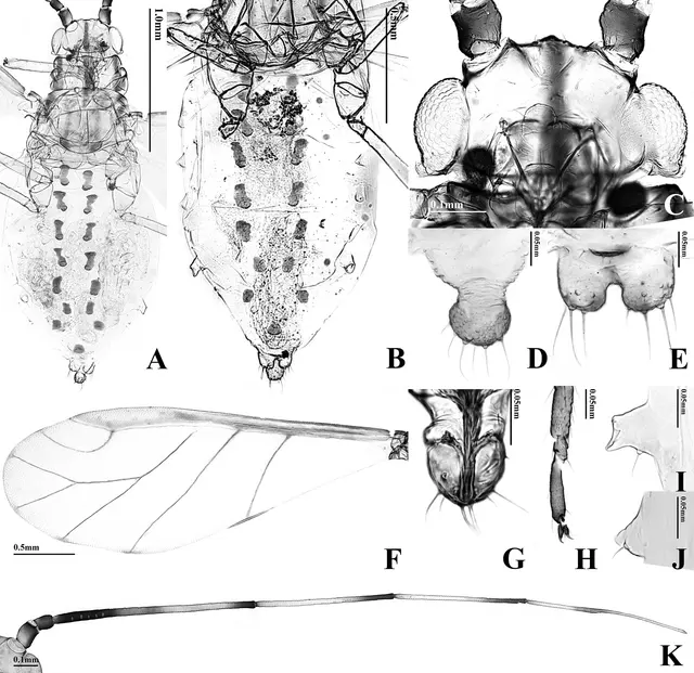 Takecallis arundinariae (10.3897-zookeys.748.23140) Рисунок 4