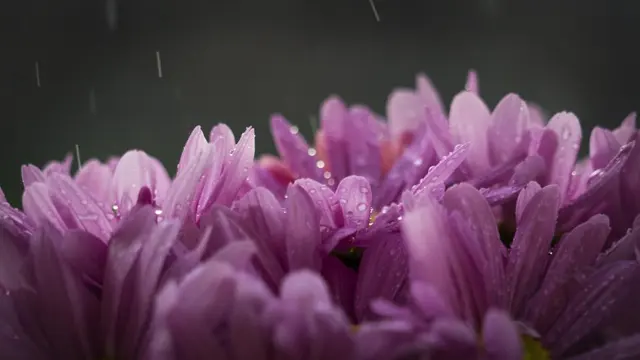 Цветы Природа