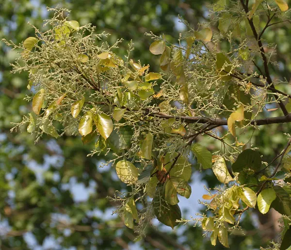 Sal (Shorea robusta) - новые листья с цветочными почками в Jayanti, Duars W Picture 120