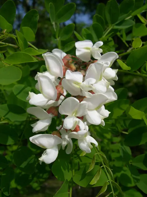 Цветок Robinia Pseudoacacia