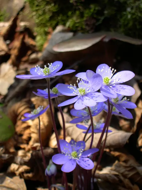 Цветы Hepatica nobilis