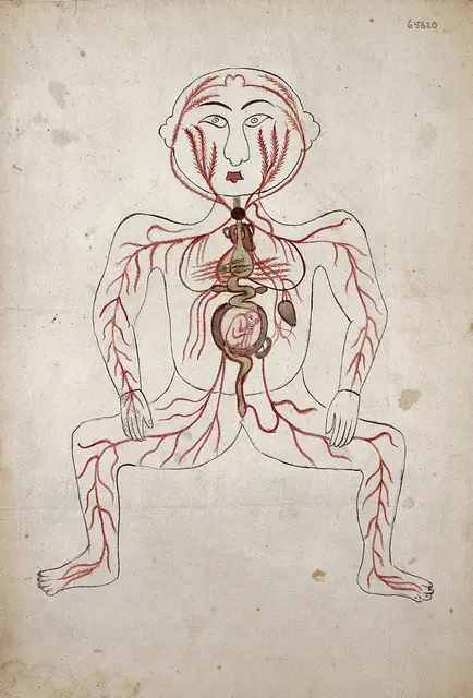 Артерии человеческого тела с плодом в утробе матери. Wellcome L0011465.jpg