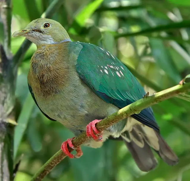 Ptilinopus perlatus - Парк птиц Юронг-8a
