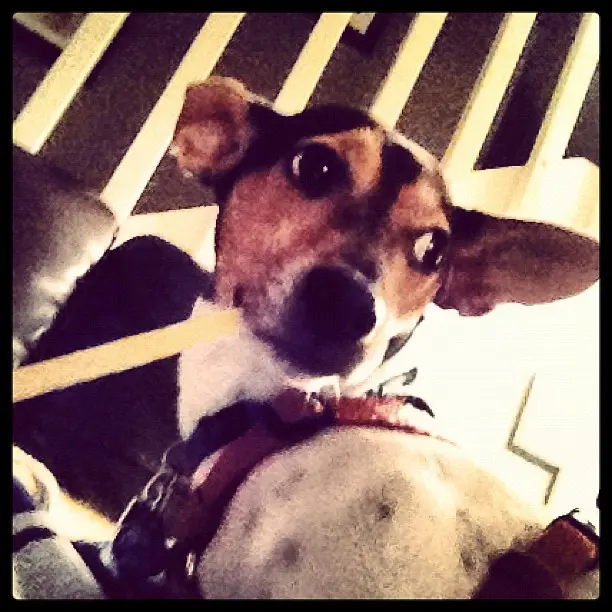Ромео достал мою палочку из яблок. #ratterriers