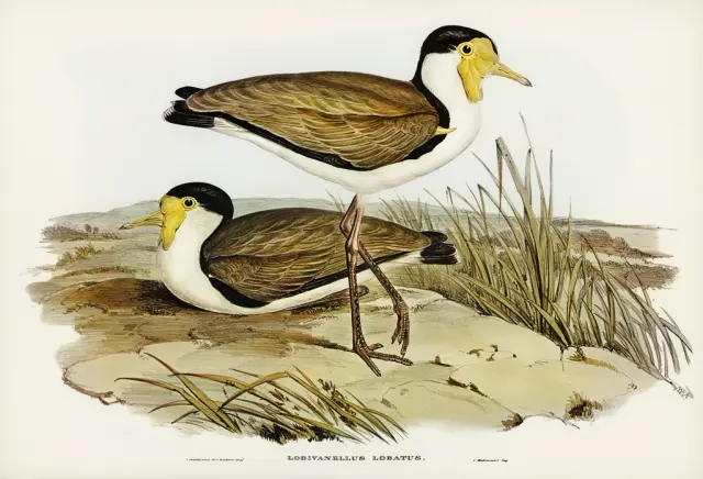 Уотт Певит (Lobivanellus lobatus)