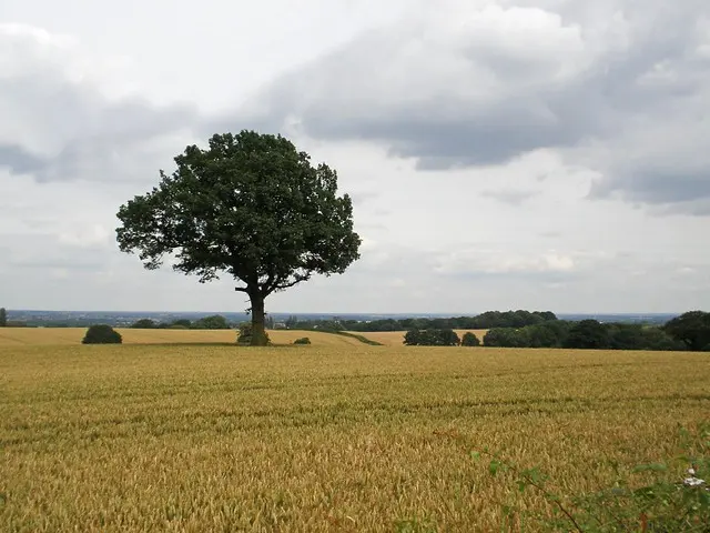Пейзаж Corley Landscape