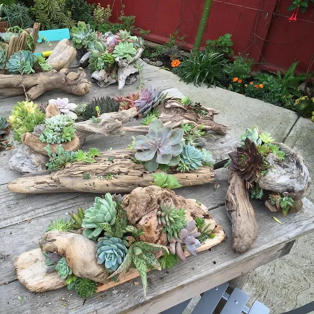 Суккуленты Driftwood