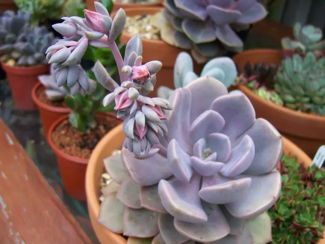 Неопознанные суккуленты - Graptoveria Debbie.