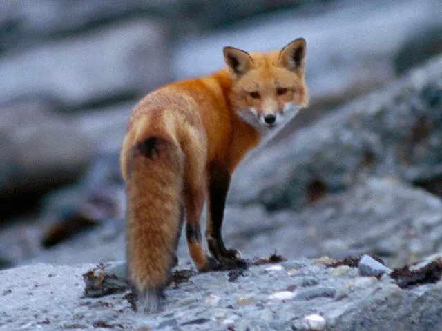 Фото недели - Red Fox в Национальном заповеднике дикой природы Сачуэст-Пойнт