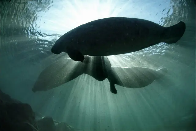 Исчезнувшая Флорида (Trichechus manatus), Crystal River National Wildlife Refuge, Флорида