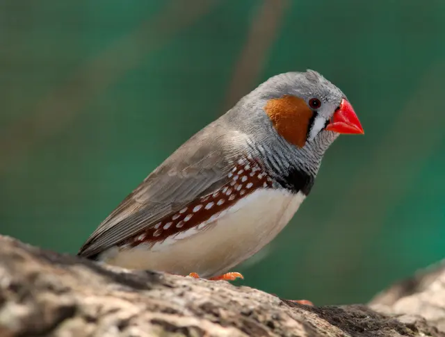 Taeniopygia guttata - профиль - dundee wild park