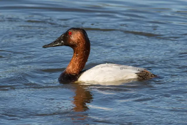 Оригинальное название: Aythya Valisineria at Las Gallinas Wildlife Ponds