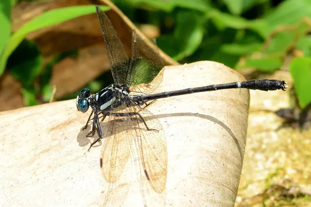 Heliogomphus promelas - заповедник дикой природы Шендуруни, 2014