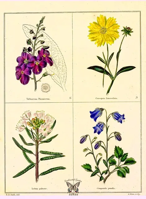 Verbascum phoeniceum, Coreopsis lanceolata, Ledum palustre, and Campanula persicifolia [as Campanula pumila] The botanic garden vol. 1 (1825