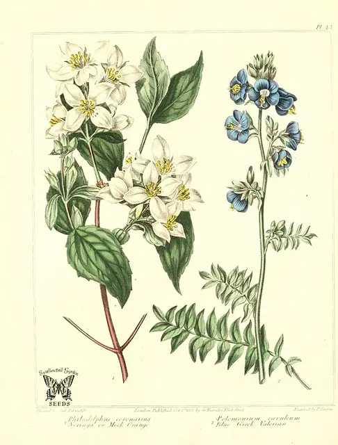 Mock Orange (Philadelphius coronarious) и Blue Greek Valerian (Polemonium caeruleum) Новый ботанический сад (1812)