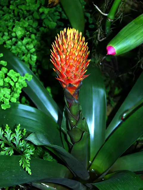 Guzmania conifera (цветок) - Ботанический сад Кельна