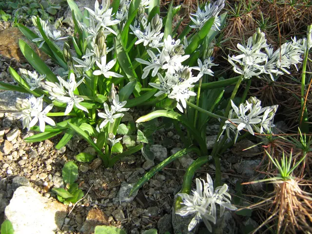 Бернский ботанический сад Scilla puschkinoides