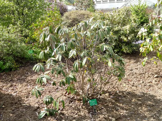 Rhododendron niveum - Университет Копенгагенского ботанического сада - DSC07606